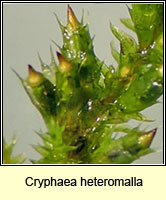 Cryphaea heteromalla, Lateral Cryphaea