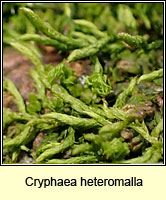 Cryphaea heteromalla, Lateral Cryphaea