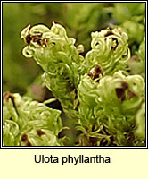 Ulota phyllantha, Frizzled Pincushion