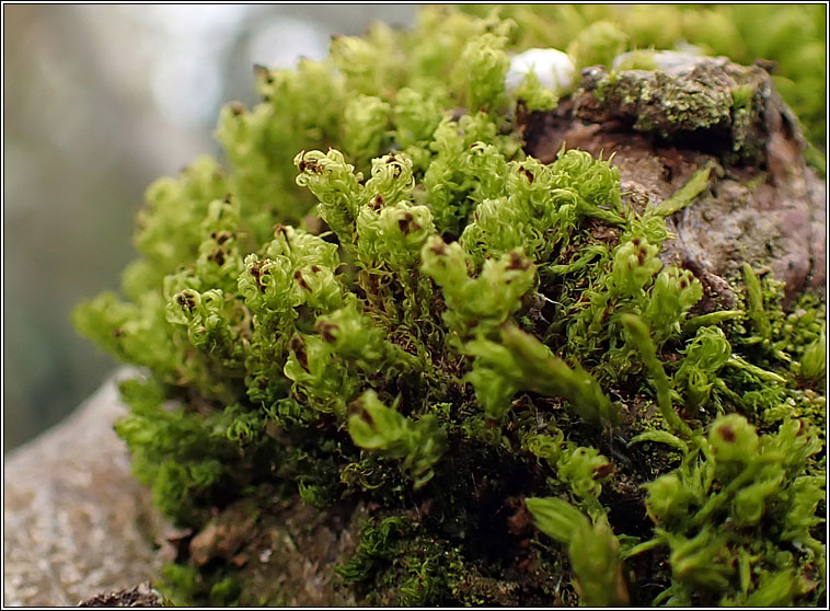 Ulota phyllantha, Frizzled Pincushion