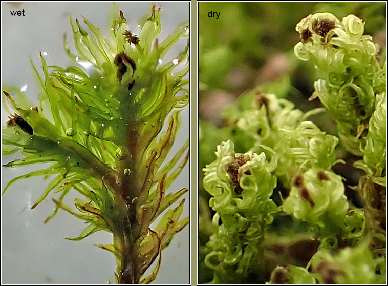 Ulota phyllantha, Frizzled Pincushion