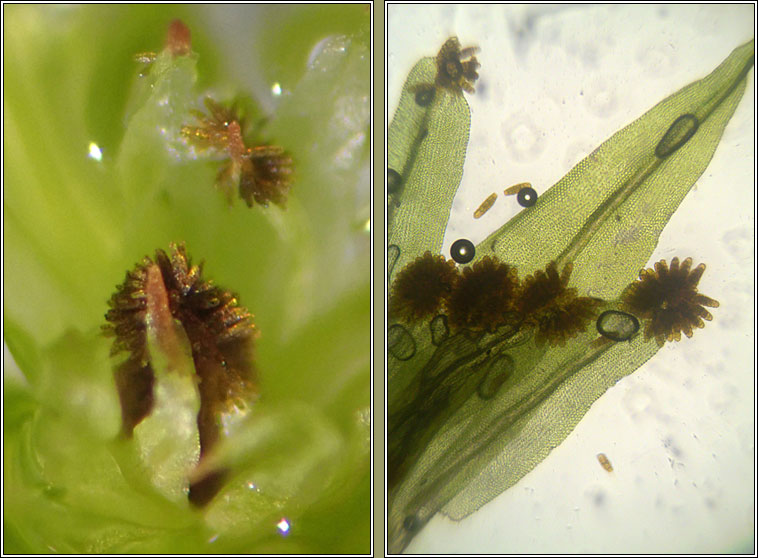 Ulota phyllantha, Frizzled Pincushion