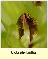 Ulota phyllantha, Frizzled Pincushion