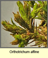 Orthotrichum affine, Wood Bristle-moss