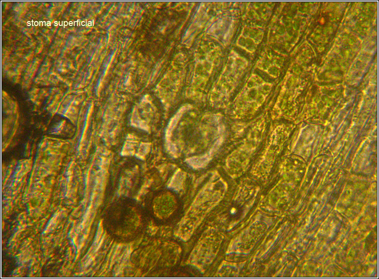 Orthotrichum affine, Lewinskya affinis, Wood Bristle-moss