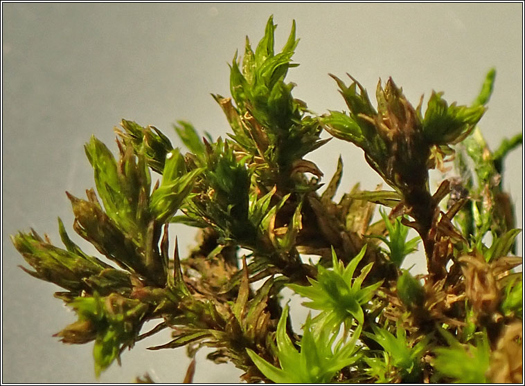 Orthotrichum affine, Lewinskya affinis, Wood Bristle-moss