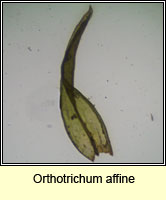 Orthotrichum affine, Wood Bristle-moss