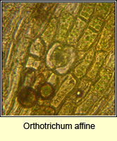 Orthotrichum affine, Wood Bristle-moss