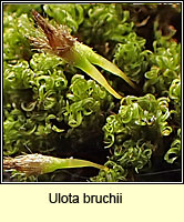 Ulota bruchii, Bruch's Pincushion