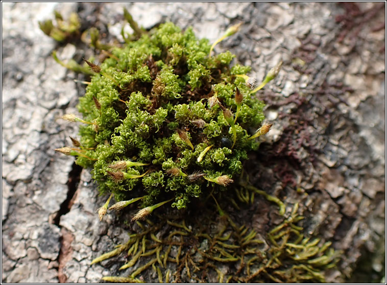 Ulota bruchii, Bruch's Pincushion