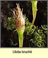 Ulota bruchii, Bruch's Pincushion