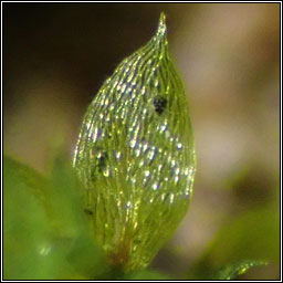 Epipterygium tozeri, Tozer's Thread-moss