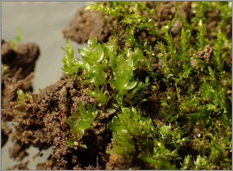 Epipterygium tozeri, Tozer's Thread-moss