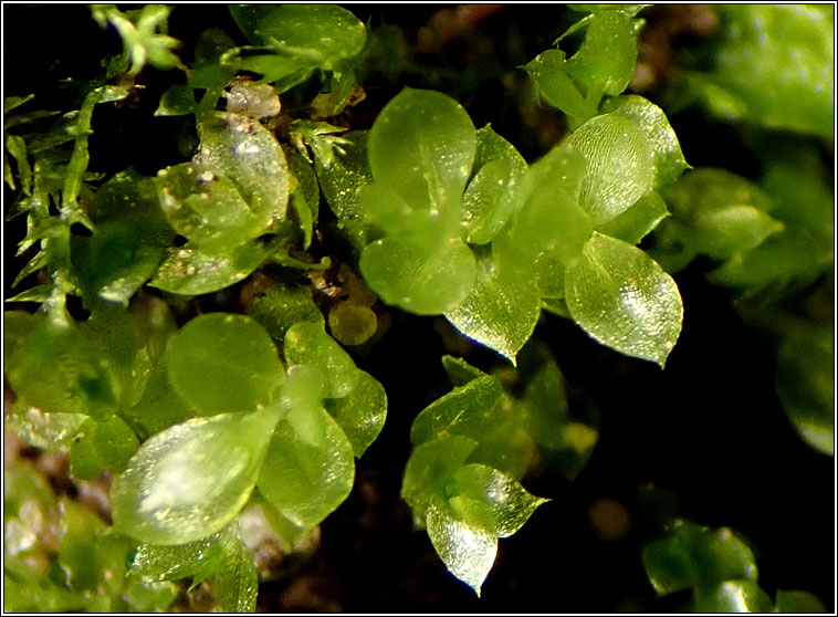 Epipterygium tozeri, Tozer's Thread-moss