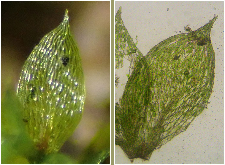 Epipterygium tozeri, Tozer's Thread-moss