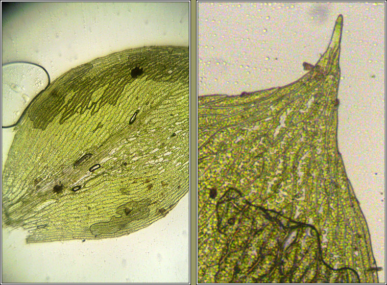 Epipterygium tozeri, Tozer's Thread-moss