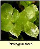 Epipterygium tozeri, Tozer's Thread-moss