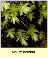 Mnium hornum, Swan's-neck Thyme-moss