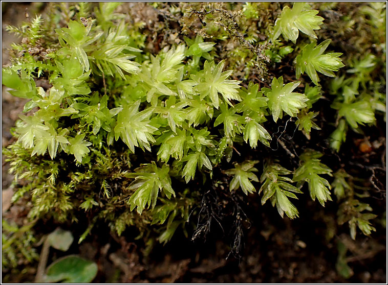 Mnium hornum, Swan's-neck Thyme-moss