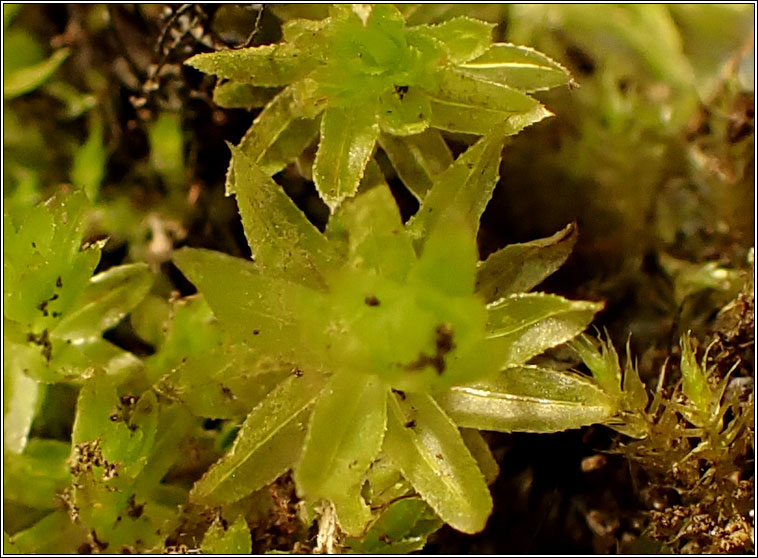 Mnium hornum, Swan's-neck Thyme-moss