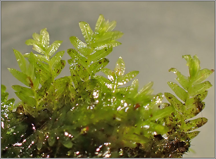 Fissidens taxifolius var taxifolius, Common Pocket-moss