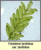 Fissidens taxifolius var taxifolius, Common Pocket-moss