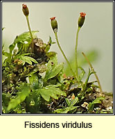 Fissidens viridulus, Green Pocket-moss