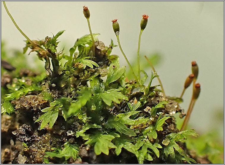 Fissidens viridulus, Green Pocket-moss