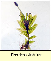 Fissidens viridulus Q, Green Pocket-moss