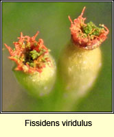 Fissidens viridulus Q, Green Pocket-moss