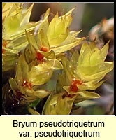 Bryum pseudotriquetrum, Marsh Bryum