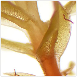 Bryum pseudotriquetrum, Marsh Bryum