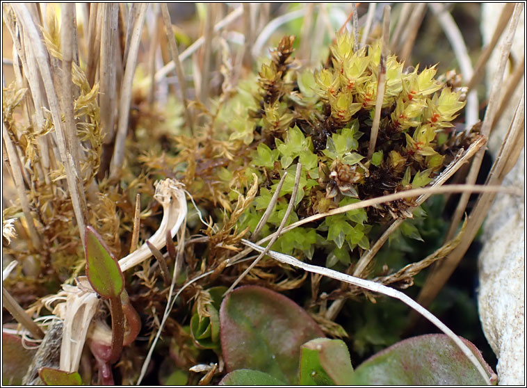 Bryum pseudotriquetrum, Marsh Bryum