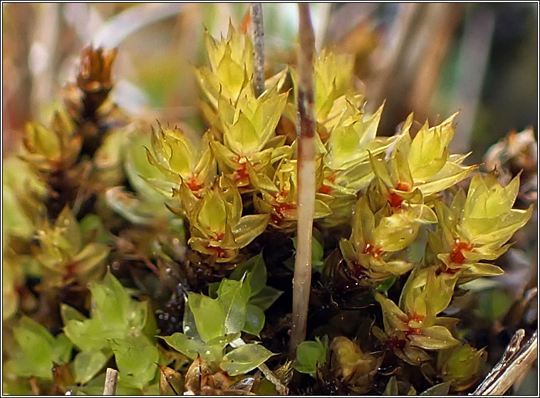 Bryum pseudotriquetrum, Marsh Bryum