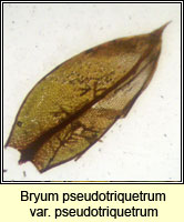 Bryum pseudotriquetrum, Marsh Bryum