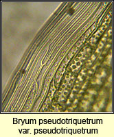 Bryum pseudotriquetrum, Marsh Bryum