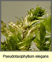 Pseudotaxiphyllum elegans, Elegant Silk-moss