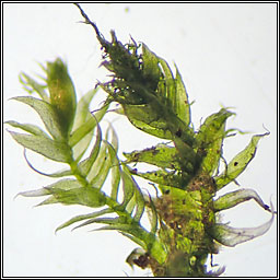 Pseudotaxiphyllum elegans, Elegant Silk-moss