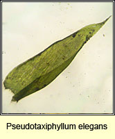 Pseudotaxiphyllum elegans, Elegant Silk-moss