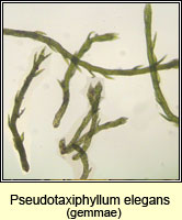Pseudotaxiphyllum elegans, Elegant Silk-moss