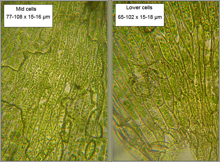 Plagiothecium nemorale, Woodsy Silk-moss