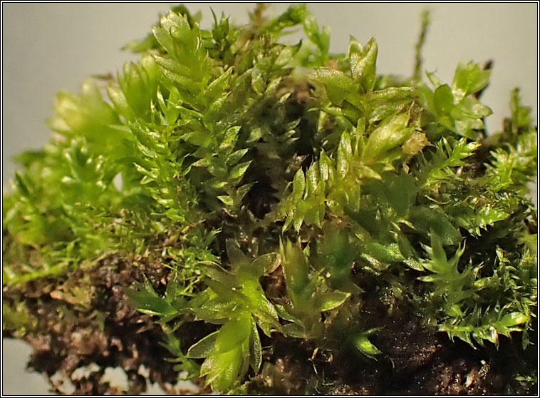 Plagiothecium nemorale, Woodsy Silk-moss