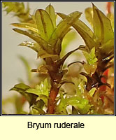 Bryum ruderale, Pea Bryum