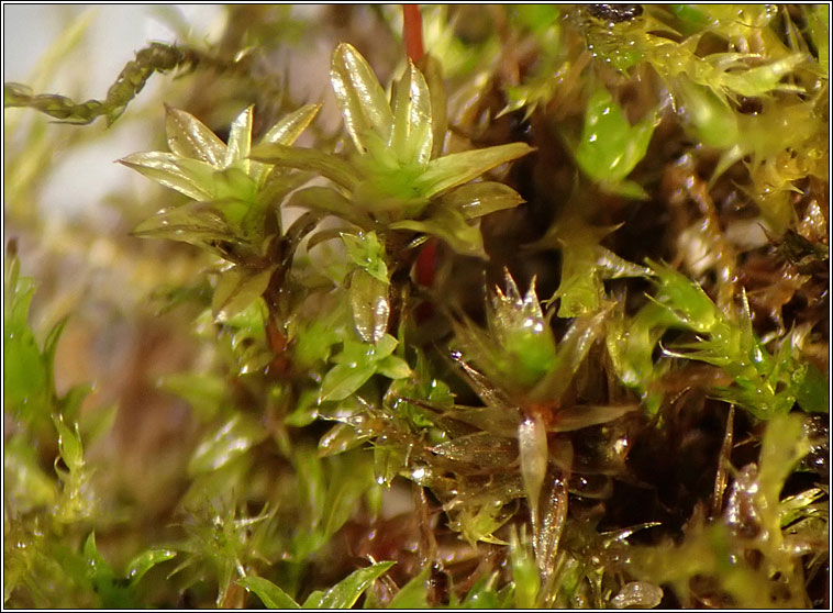 Bryum ruderale, Pea Bryum