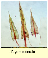 Bryum ruderale, Pea Bryum