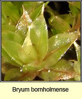 Bryum bornholmense