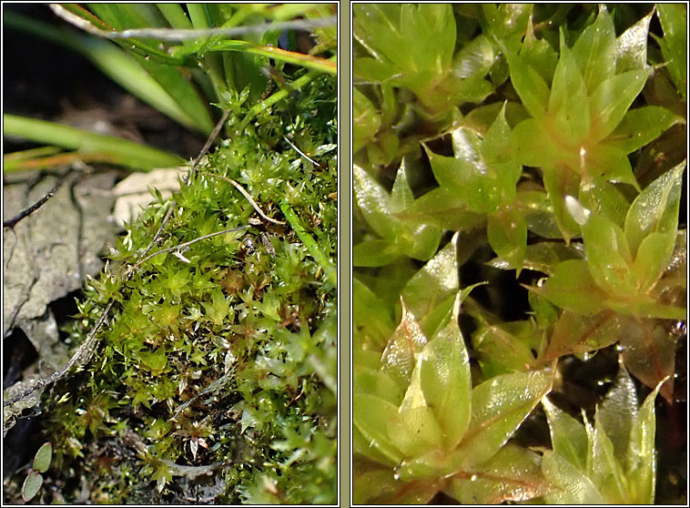 Bryum bornholmense