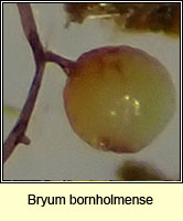 Bryum bornholmense