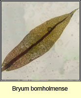 Bryum bornholmense