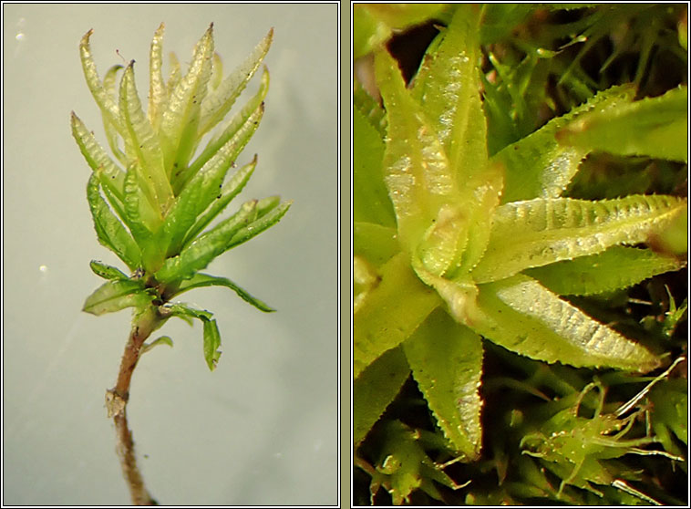 Atrichum undulatum, Common Smoothcap